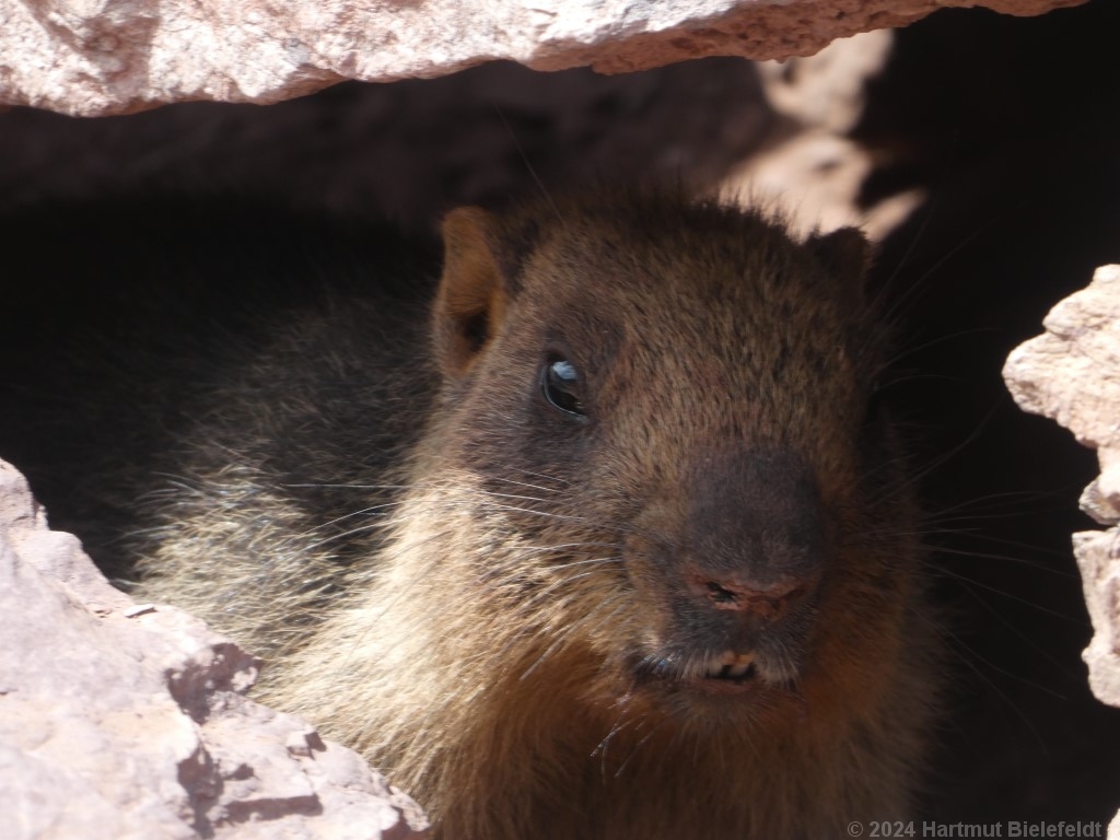 Die Steinmauern sind teils von Murmeltieren bewohnt