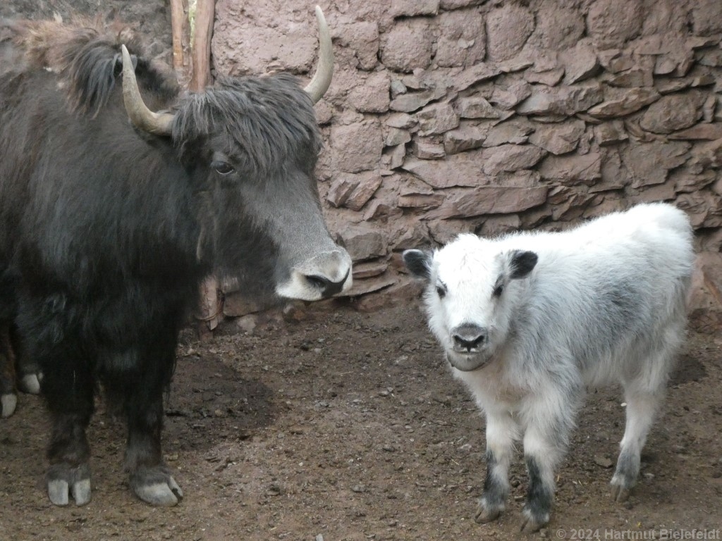 Yak und Yäkchen