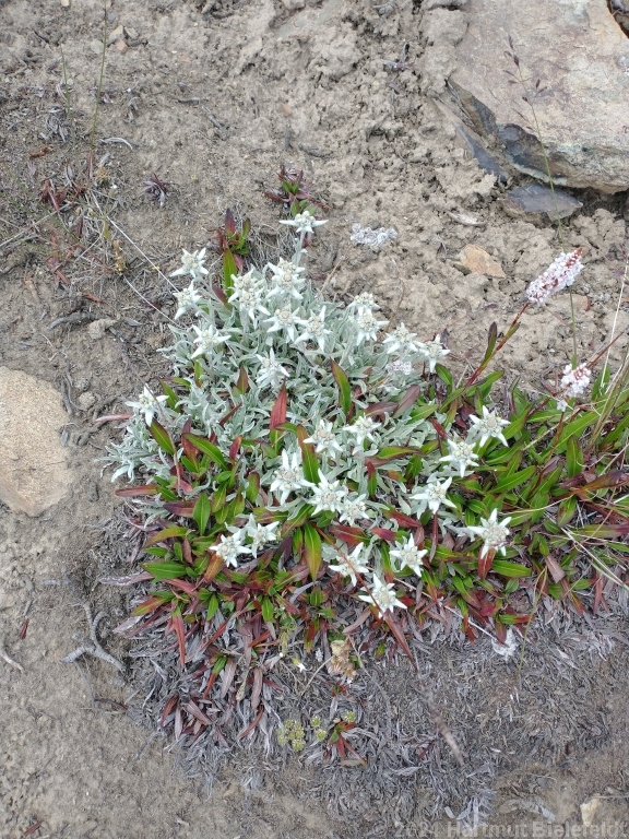Edelweiss