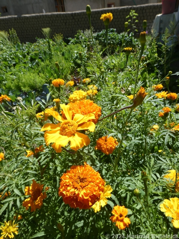 Der wunderschöne Garten des Guesthouse