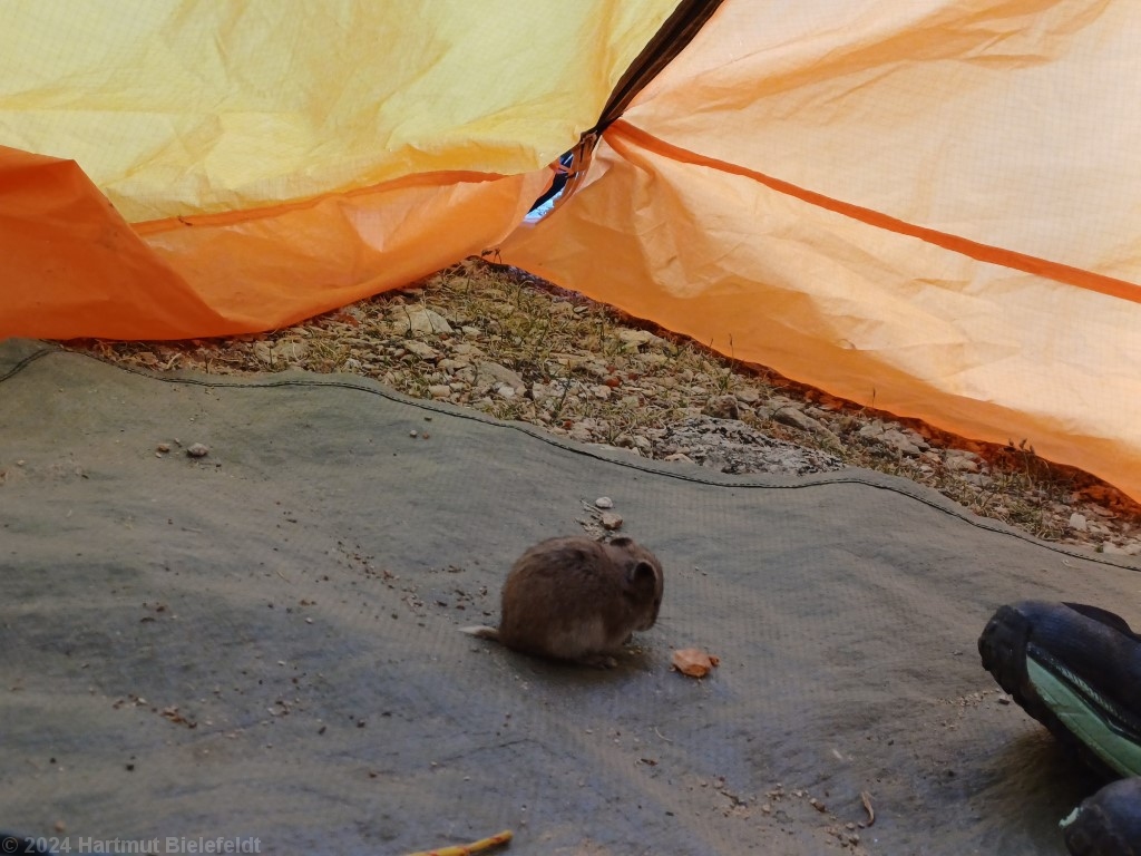 Ein kleiner, hungriger Besucher