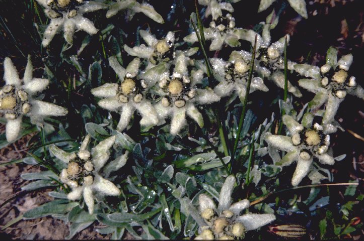 Das ganze Tal sieht so aus.